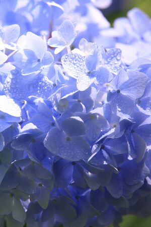 Hydrangea