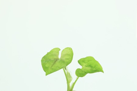 New shoots
