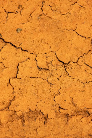 Inbetween the cracking groundの写真素材