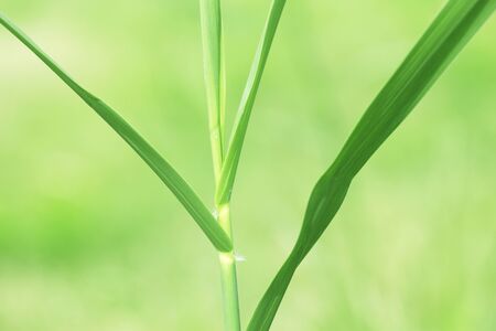 Fresh imagesの写真素材