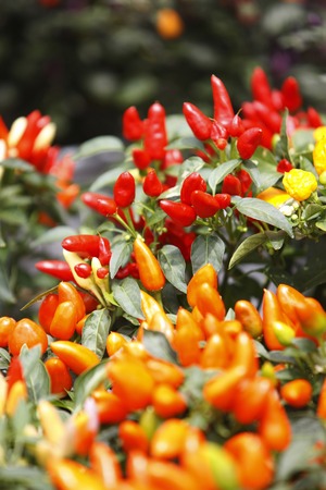 Colorful pepperの写真素材