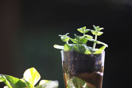 Foliage plants