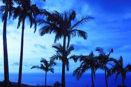 Palm treesの写真素材