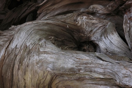 Yaku Cedarの写真素材