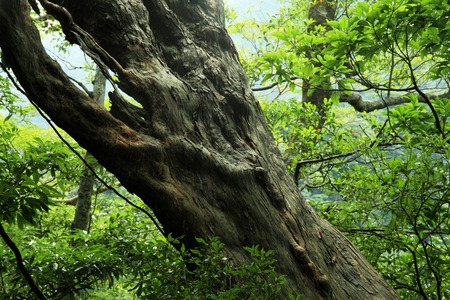 Primeval forest