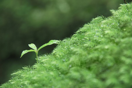 MOSS and sproutingの写真素材