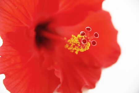 Hibiscusの写真素材