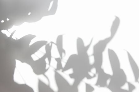 Shadow of foliage plantの写真素材