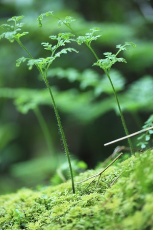 MOSS and sproutingの写真素材