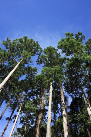 Cedarの写真素材