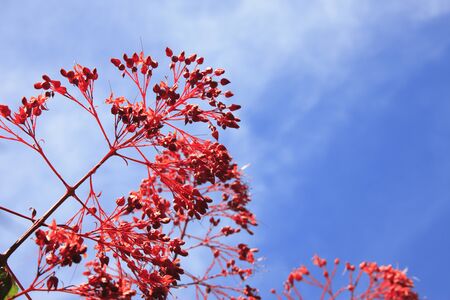 Red flowers