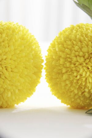 Pompon Chrysanthemumの写真素材
