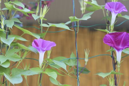 Morning gloryの写真素材