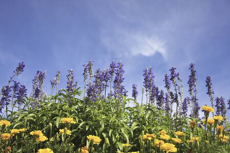 Blue Salviaの写真素材