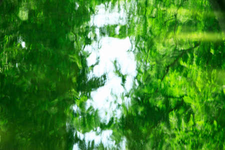 Trees and moves to the surface of the water