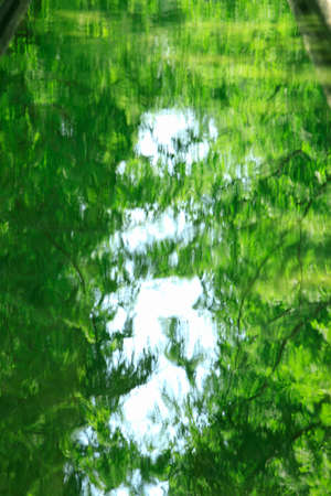 Trees and moves to the surface of the waterの写真素材