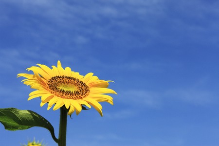 Sunflower with blue skyの写真素材