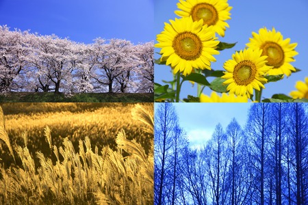 Four seasons of plantの写真素材