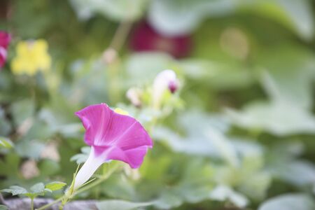 Morning gloryの写真素材