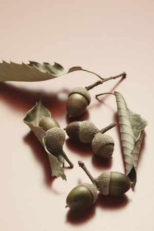 Acornの写真素材