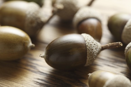 Acornの写真素材