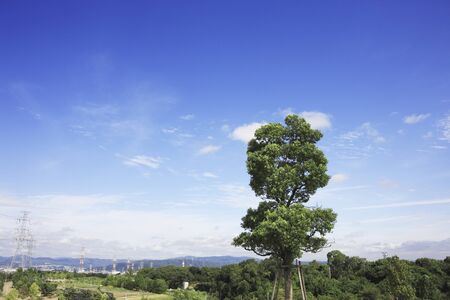 Blue sky and trees