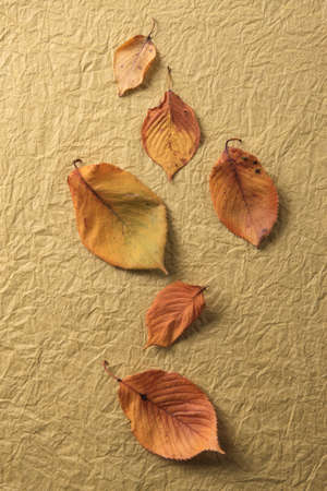 Fallen leaves