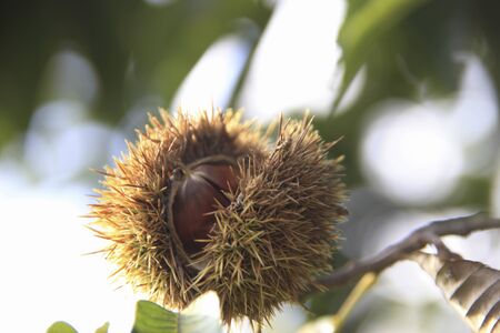 Chestnutの写真素材
