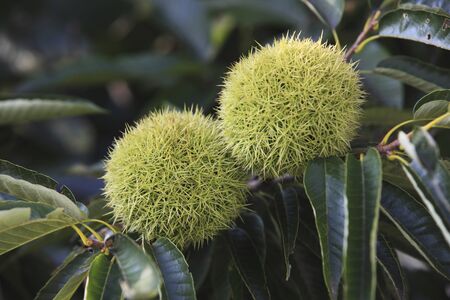 Chestnut
