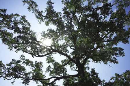 Trees and blue sky