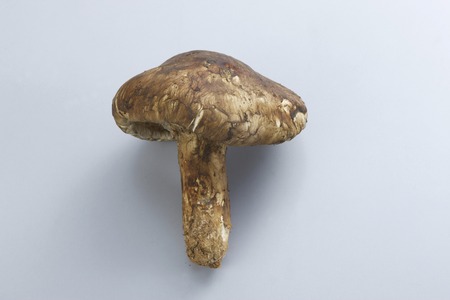 Matsutake mushroomの写真素材