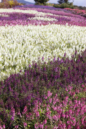 Salviaの写真素材