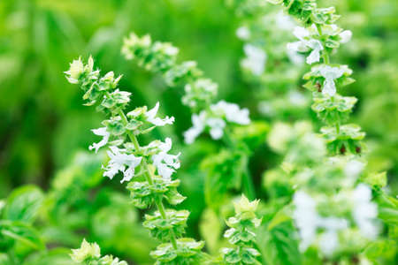 Basilの写真素材