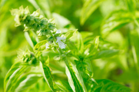 Basil