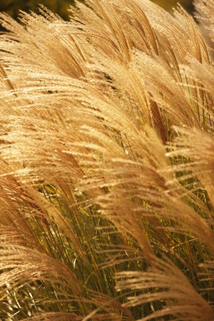 Japanese pampas grass