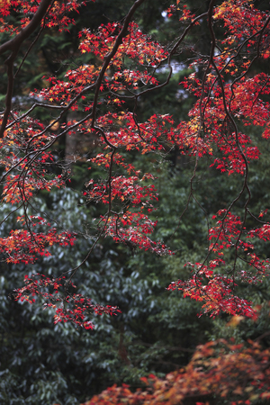 Autumn in Kyoto Kaohsiung
