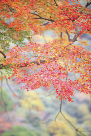 Autumn in Kyoto Kaohsiungの写真素材