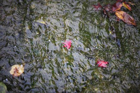 Autumn leavesの写真素材