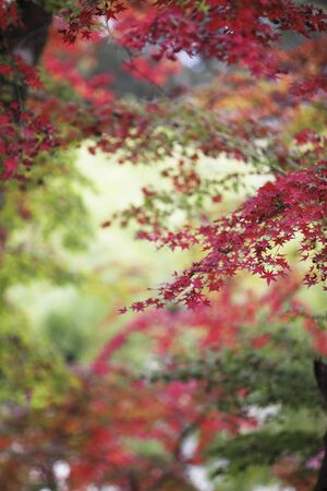 Autumn in Nara
