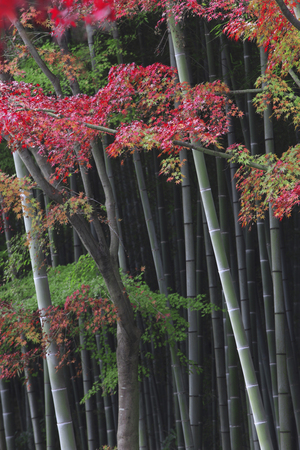 Bamboo forest and foliage