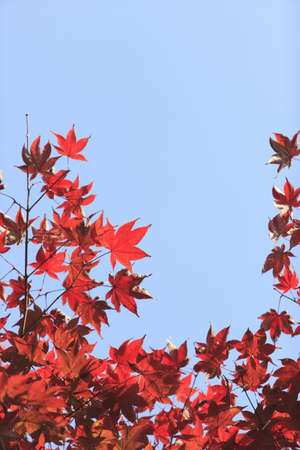 Arashiyama Momiji