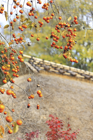 Fall persimmons Hallの写真素材