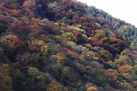 Arashiyama Momiji