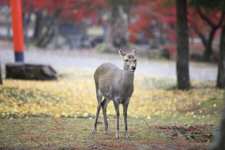 Maples and deerの写真素材