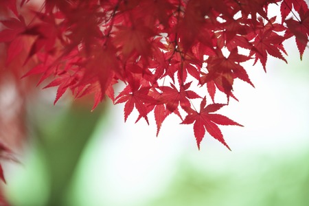 Maples