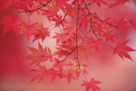 Maples