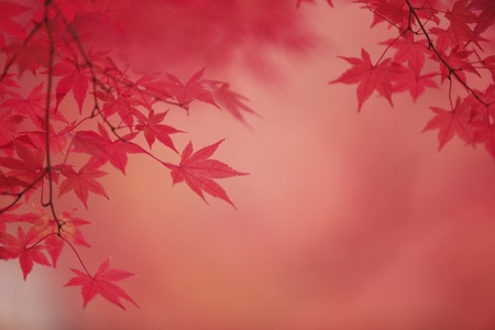 Maples