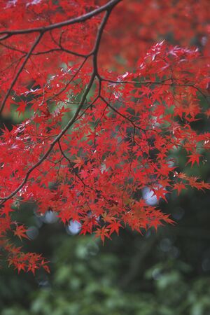 Maples