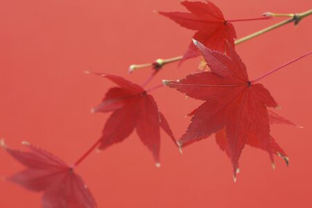 Maple Leafの写真素材