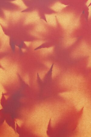 Maple Leaf